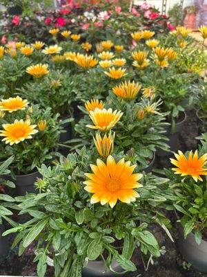 Gazania OP=OP