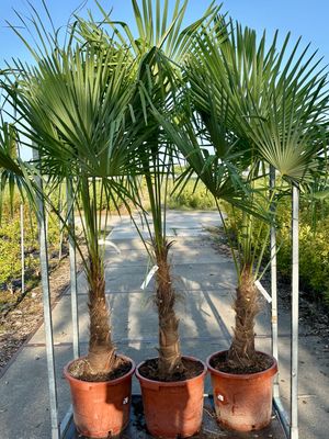 Trachycarpus fortunei (Palmboom) OP=OP