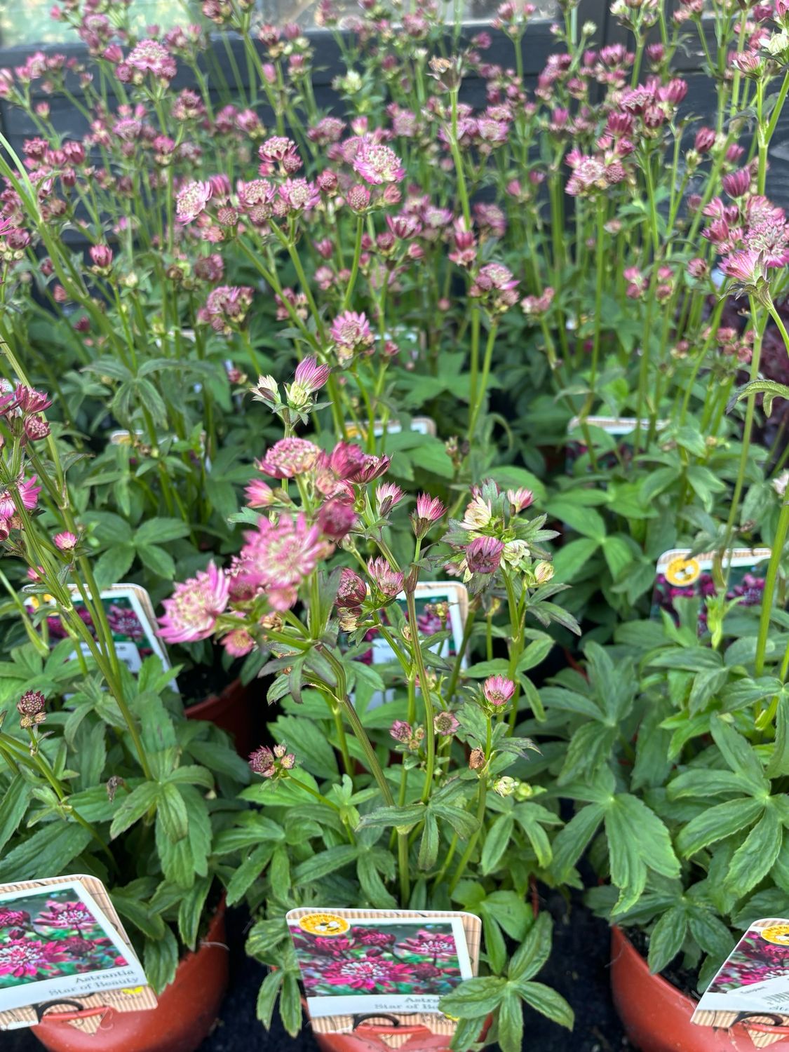 Astrantia Star of Beauty (Zeeuws Knoopje) OP=OP