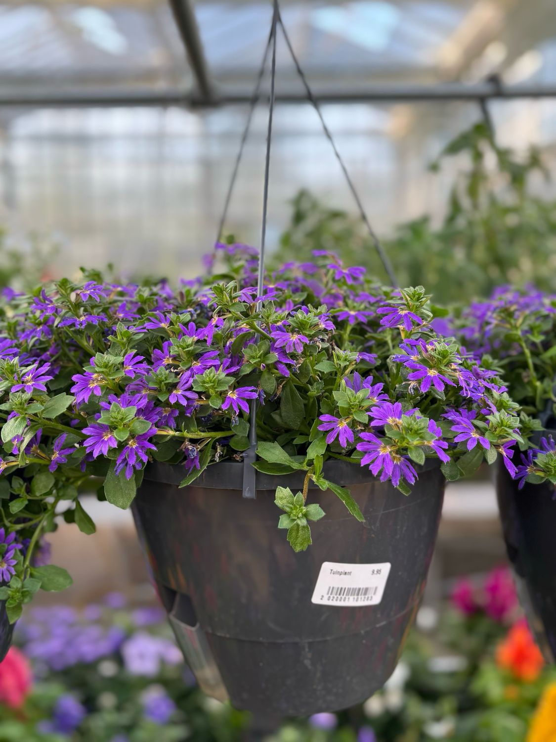 Scaevola paars hangpot met watergeefsysteem OP=OP