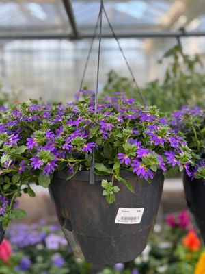 Scaevola paars hangpot met watergeefsysteem OP=OP