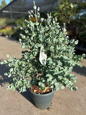 Eucalyptus Urnigera (Gomboom) OP=OP