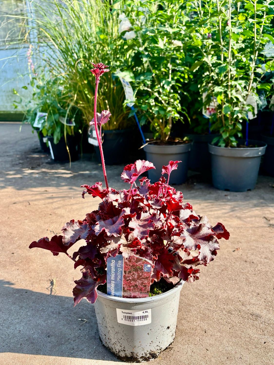 Heuchera 'Melting Fire' (Purperklokje) OP=OP