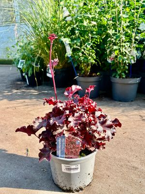 Heuchera 'Melting Fire' (Purperklokje) OP=OP