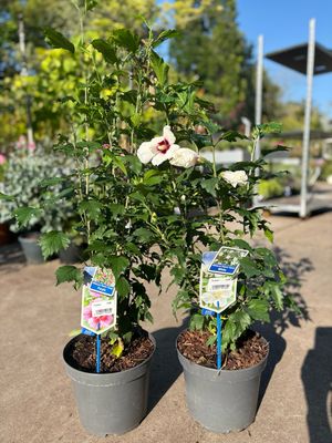 Hibiscus (Chinese roos) Verschillende soorten OP=OP