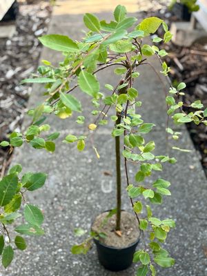 Salix caprea 'Kilmarnock' (treur Salix) OP=OP