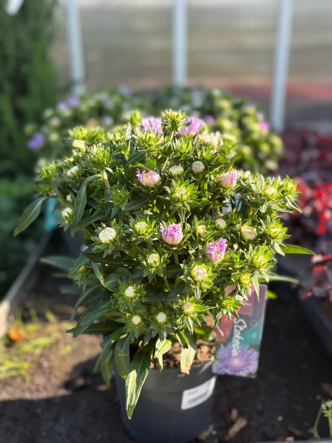 Stokesia (Korenbloemaster) OP=OP