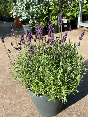 Lavandula (Lavendel) OP=OP