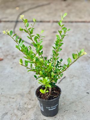 Ilex crenata 'Luxus`(Japanse Hulst) OP=OP