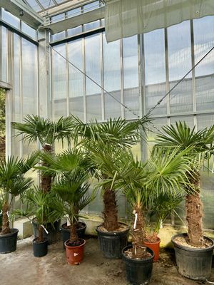 (Trachycarpus fortunei) Palmboom assortiment vanaf €55 OP=OP