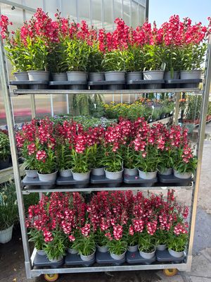 Penstemon Picotee (Max 3 per klant) OP=OP