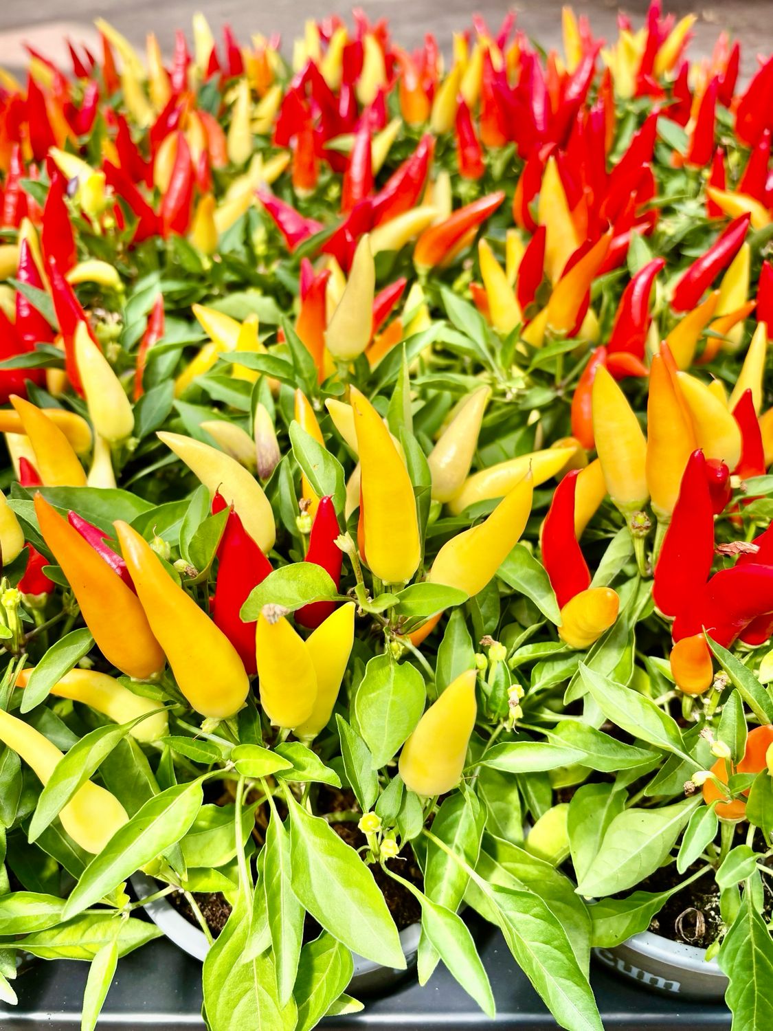 Capsicum OP=OP