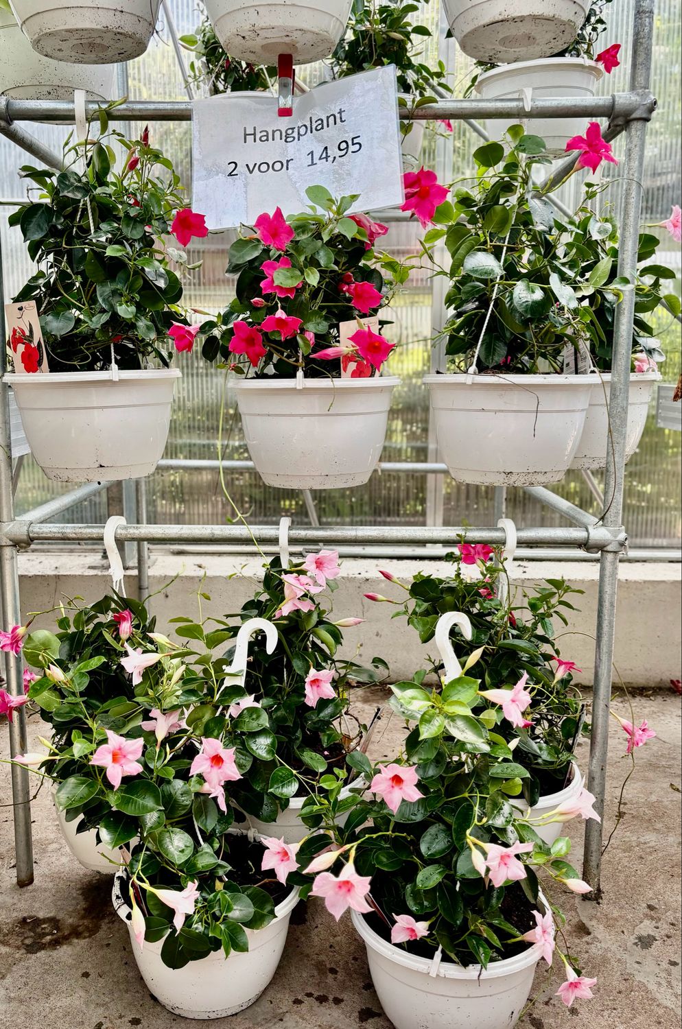 Mandeville (Sundaville) Hangplanten 2 voor €14,95 OP=OP