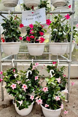 Mandeville (Sundaville) Hangplanten 2 voor €14,95 OP=OP