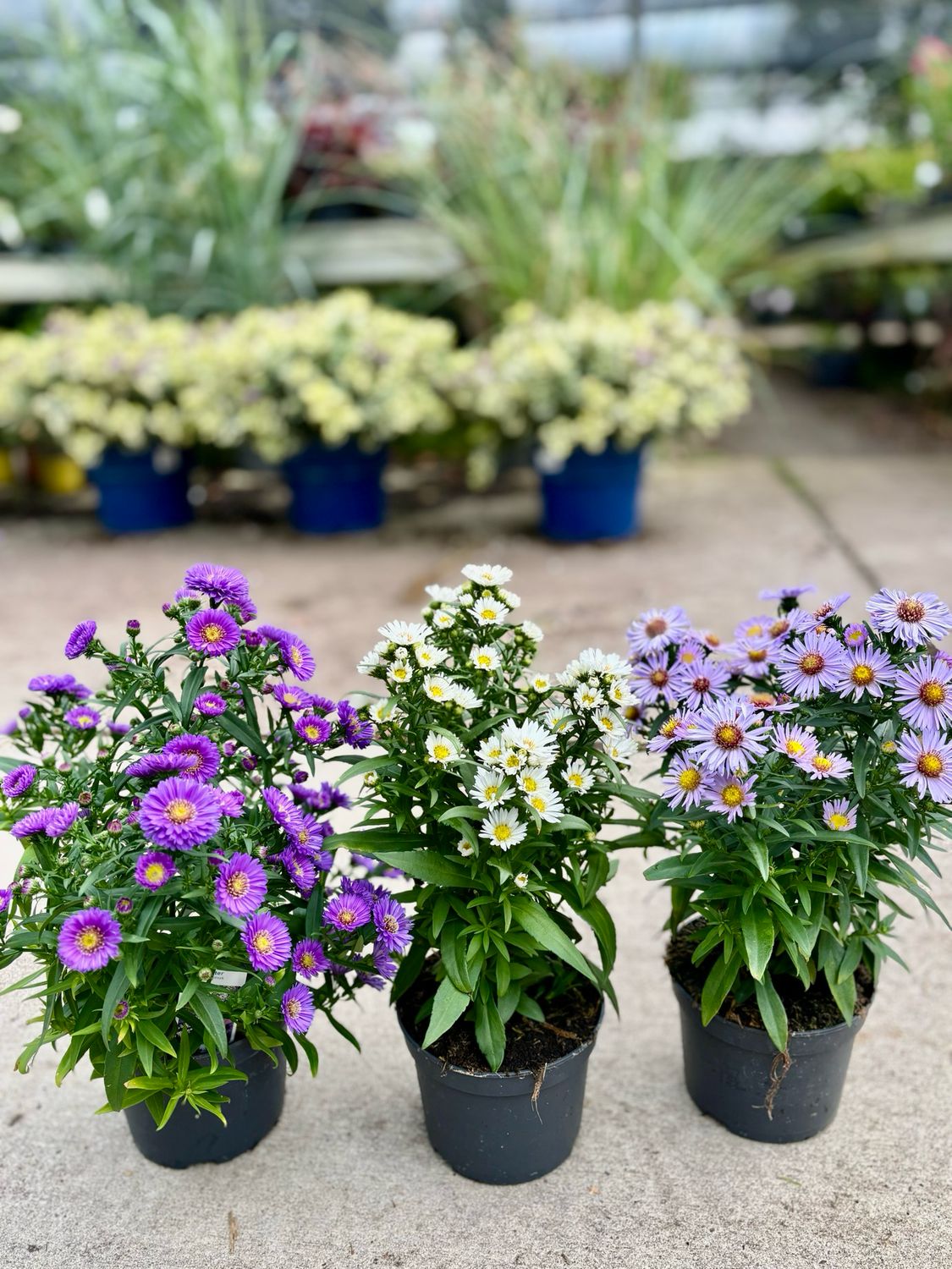 Aster Kristina/Jenny/Anton Kippenberg 4 voor €10 OP=OP