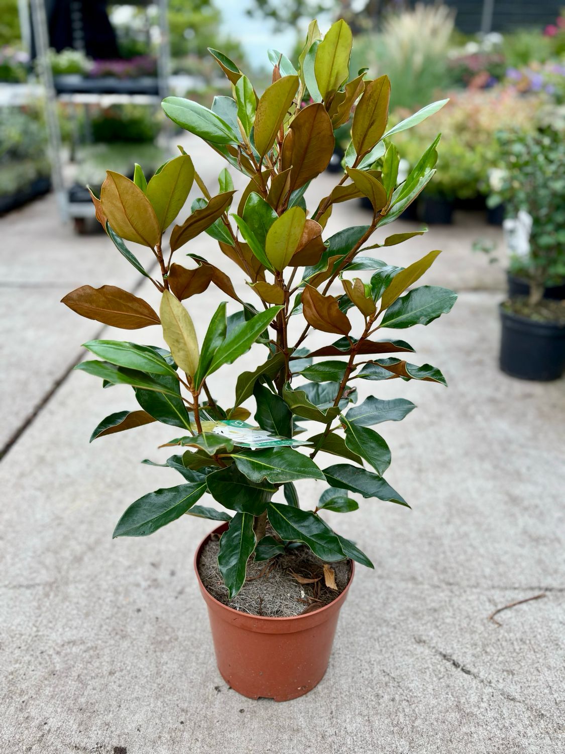 Magnolia grandiflora 'Little Gem' (Groenblijvende Magnolia) OP=OP