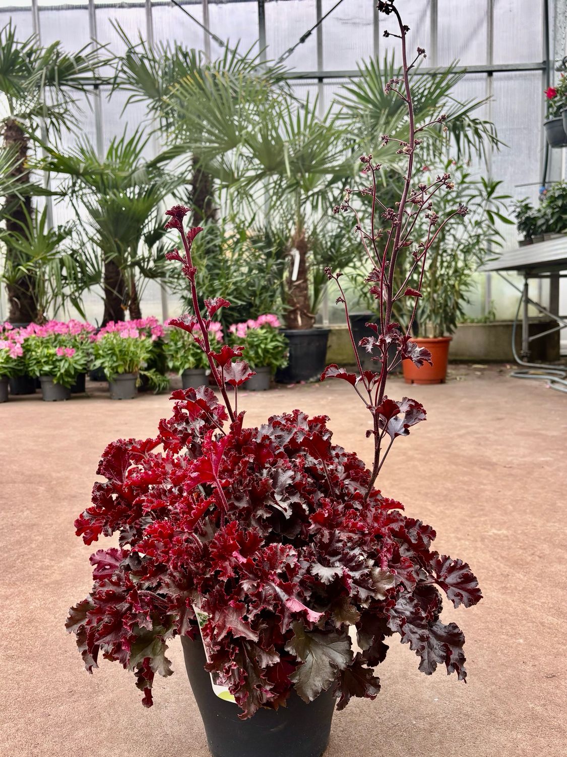 Heuchera 'Melting Fire' (Purperklokje) OP=OP