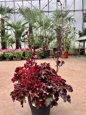 Heuchera 'Melting Fire' (Purperklokje) OP=OP