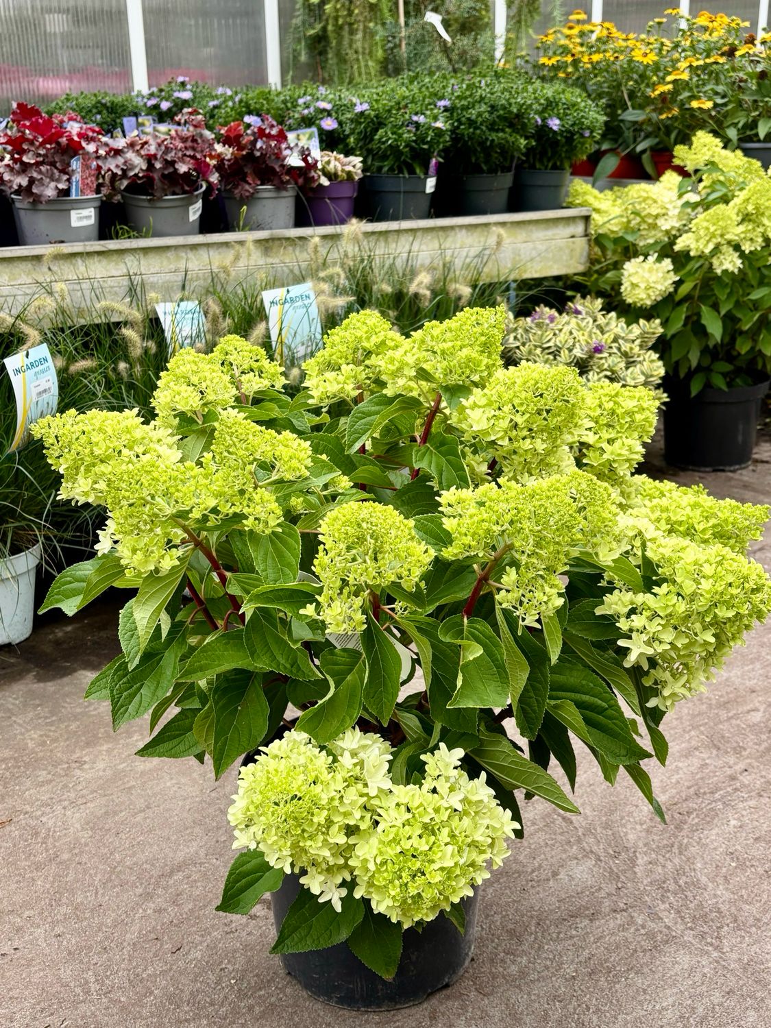 Hydrangea Paniculata Little Fresco Pluimhortensia OP OP Hydrangea Paniculata Little Fresco Pluimhortensia OP OP