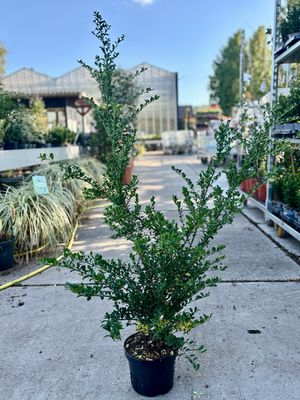 Ilex crenata 'Convexa`(Japanse Hulst) OP=OP