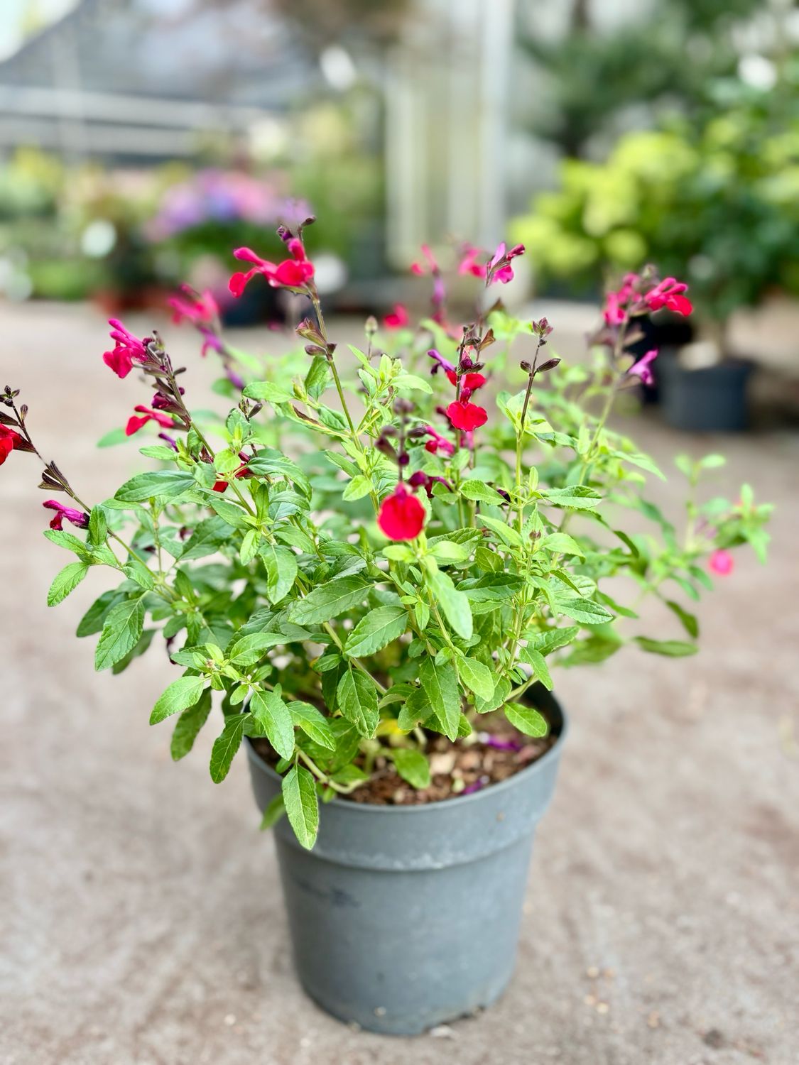 Salvia microphylla Rood  (Salie) OP=OP