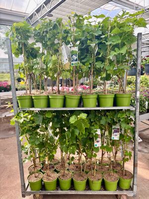 Vitis vinifera (Druif) Verschillende soorten druiven OP=OP