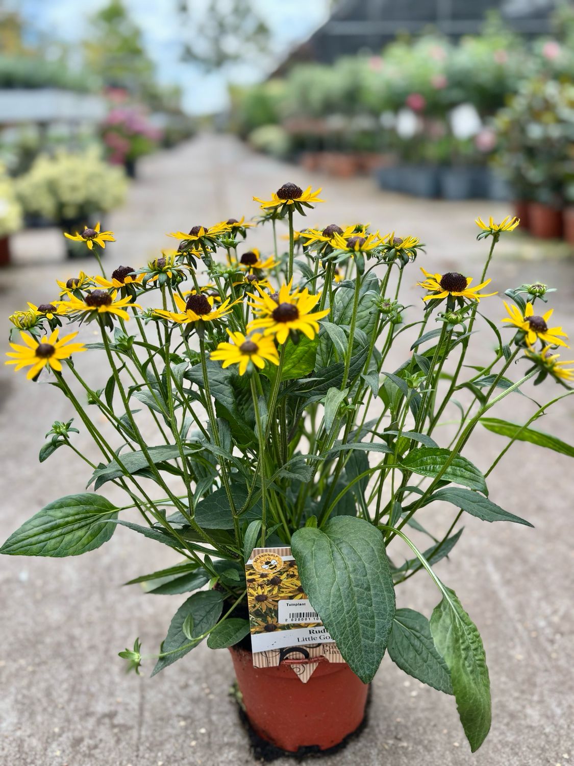 Rudbeckia Little Goldstar(Gele zonnehoed) OP=OP