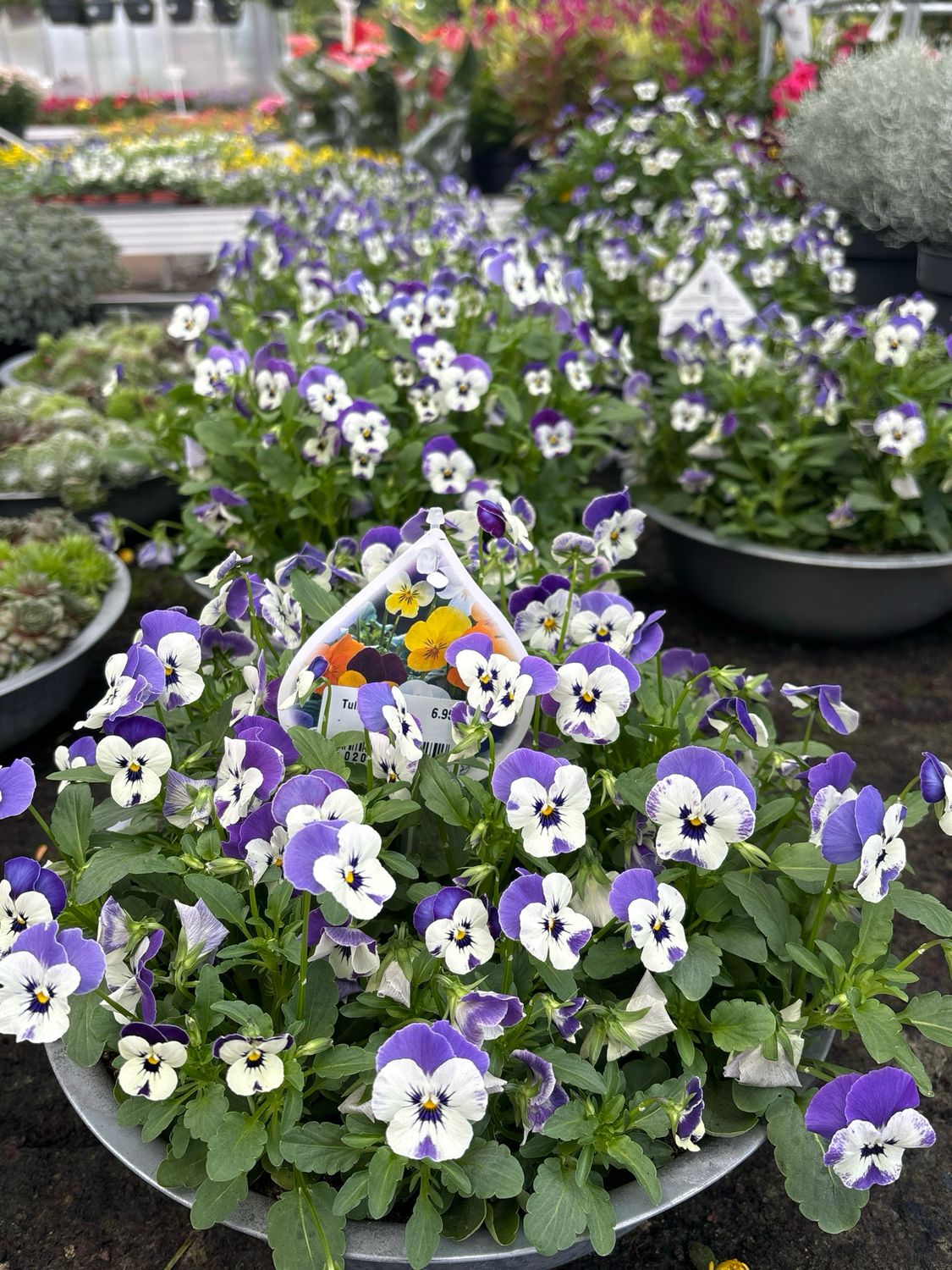 Violen (Viool) schaal groot OP=OP