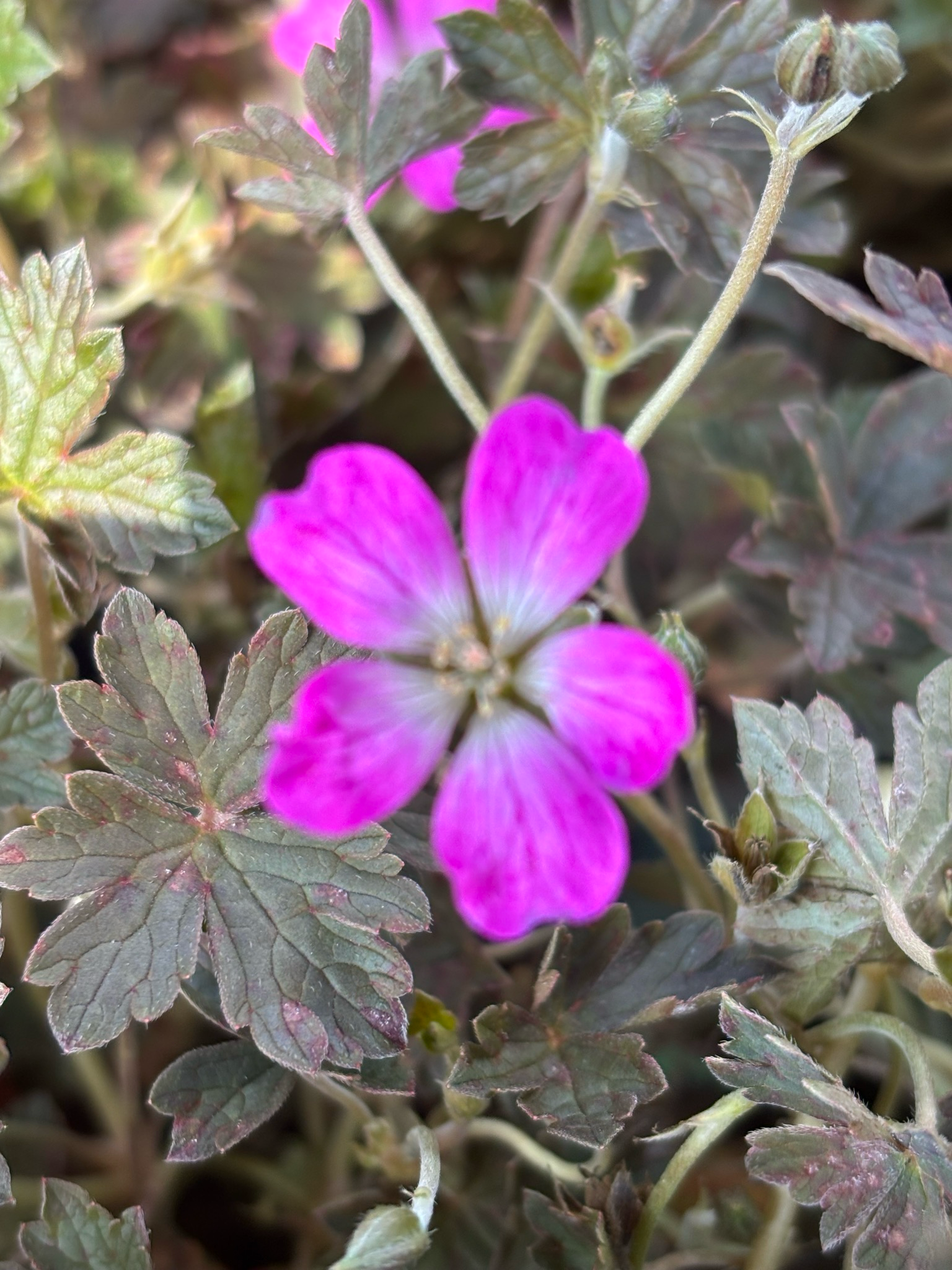 Geranium 'Orkney Cherry' (Ooievaarsbek) OP=OP