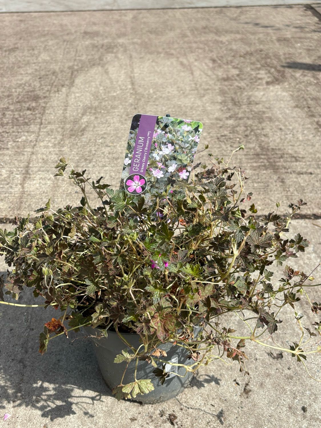 Geranium 'Orkney Cherry' (Ooievaarsbek) OP=OP