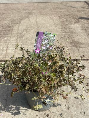 Geranium 'Orkney Cherry' (Ooievaarsbek) OP=OP