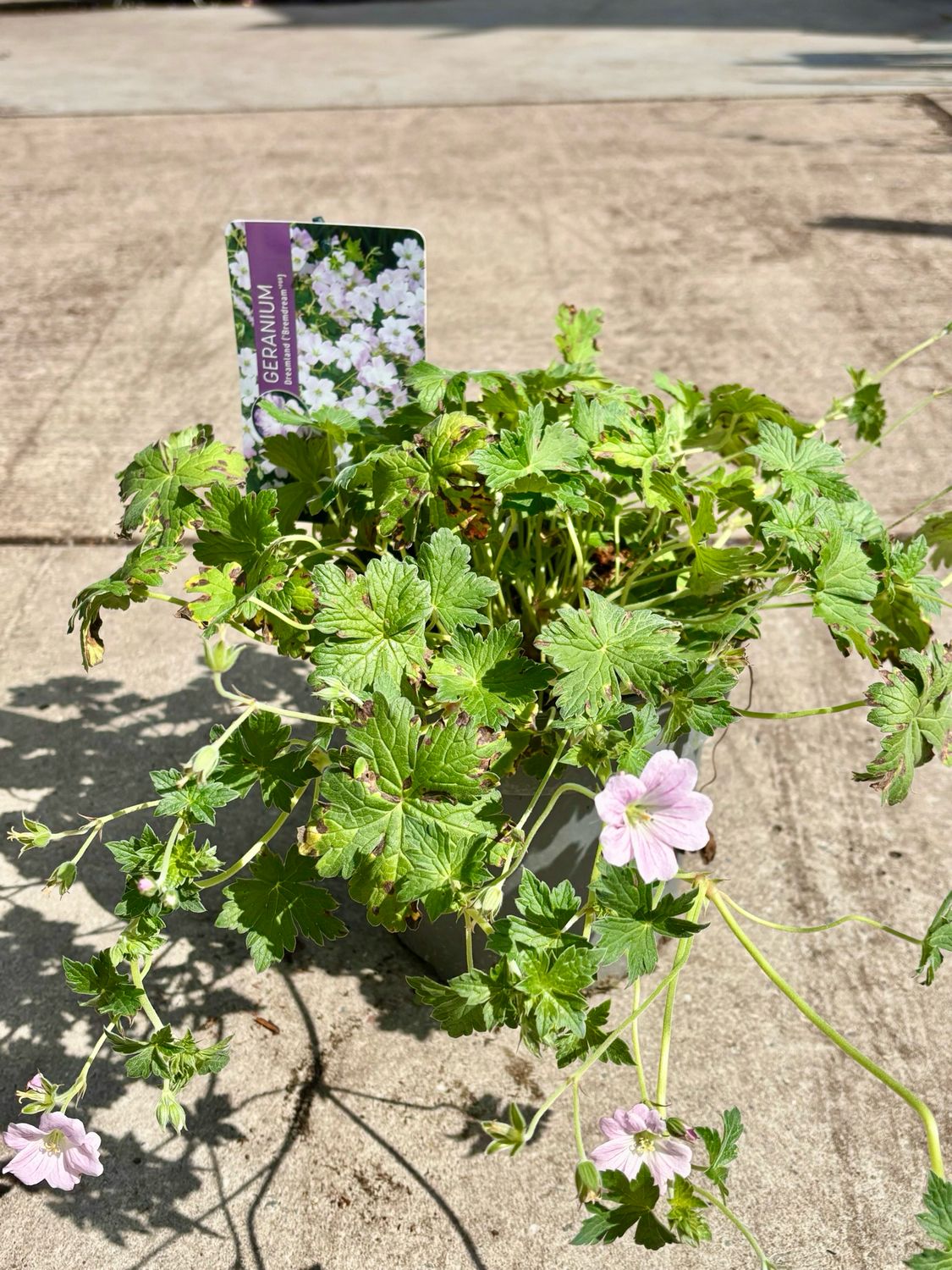 Geranium Dreamland (Ooievaarsbek) OP=OP