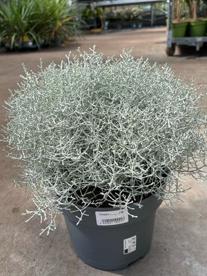 Calocephalus (Zilverstruikje) OP=OP