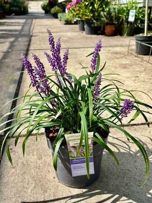 Liriope muscari ‘Ingwersen’ (Leliegras) OP=OP