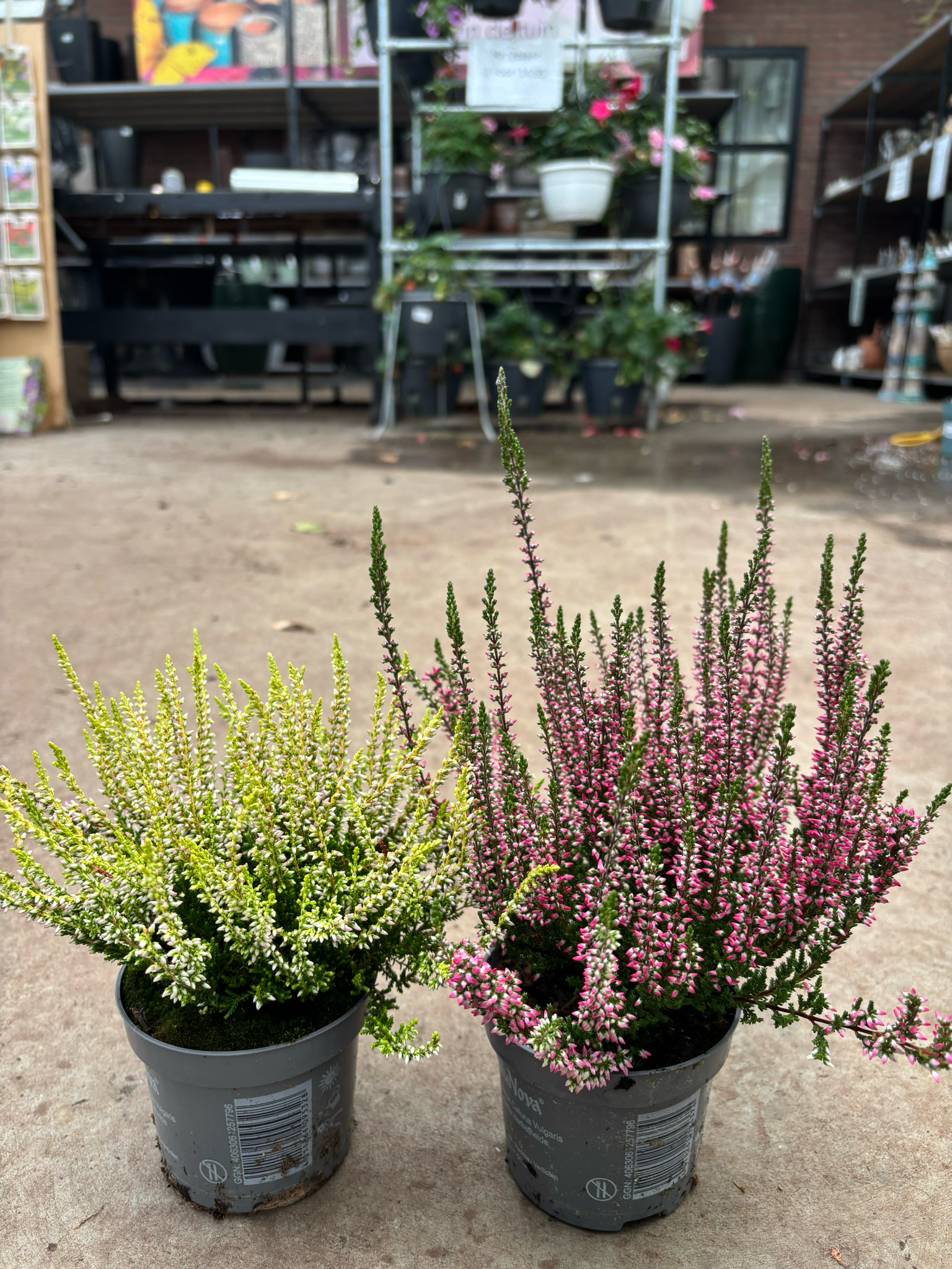 Heide (Calluna) OP=OP