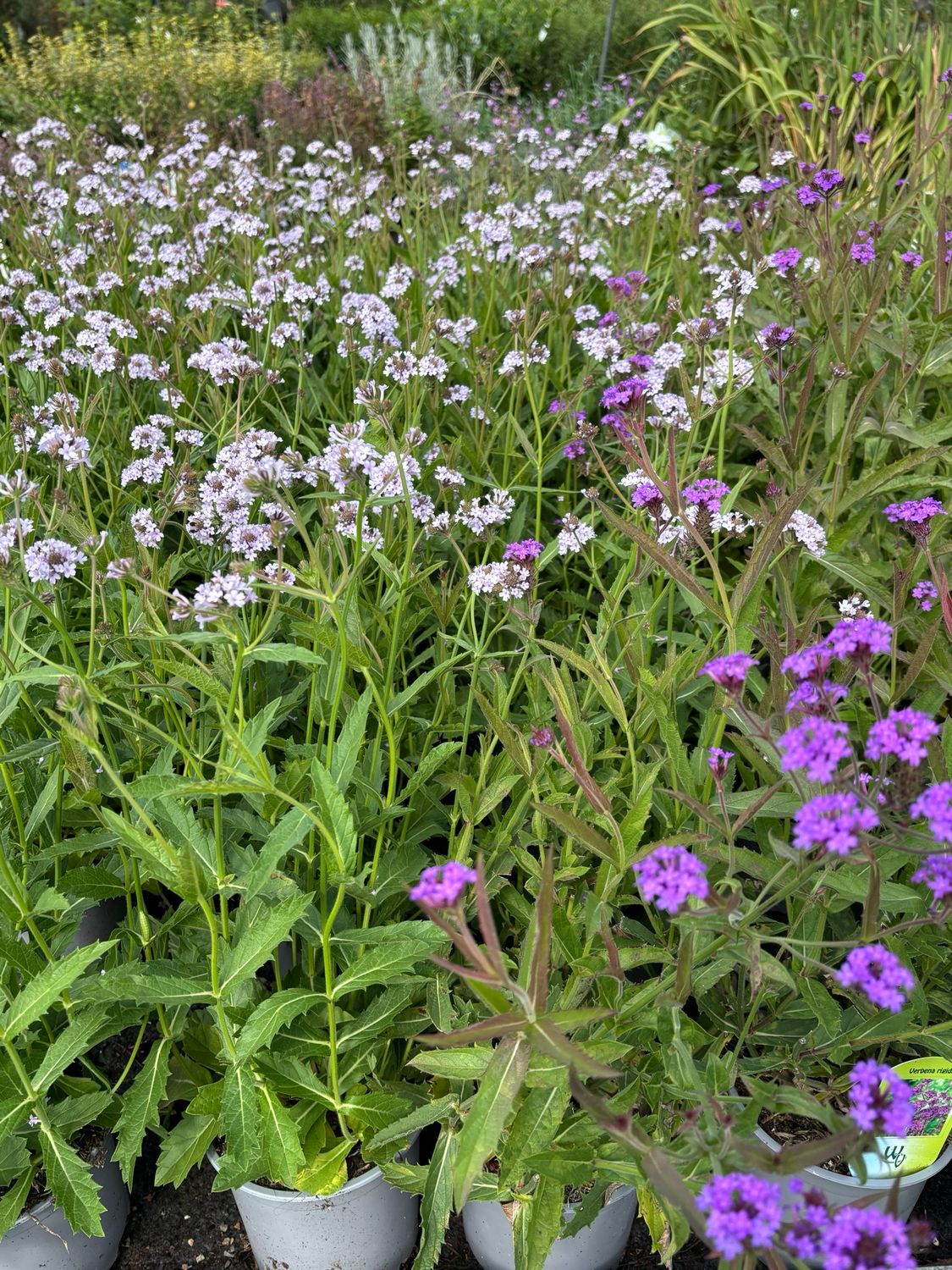 Verbena Rigida (Ijzerhard) 3 voor €10 OP=OP