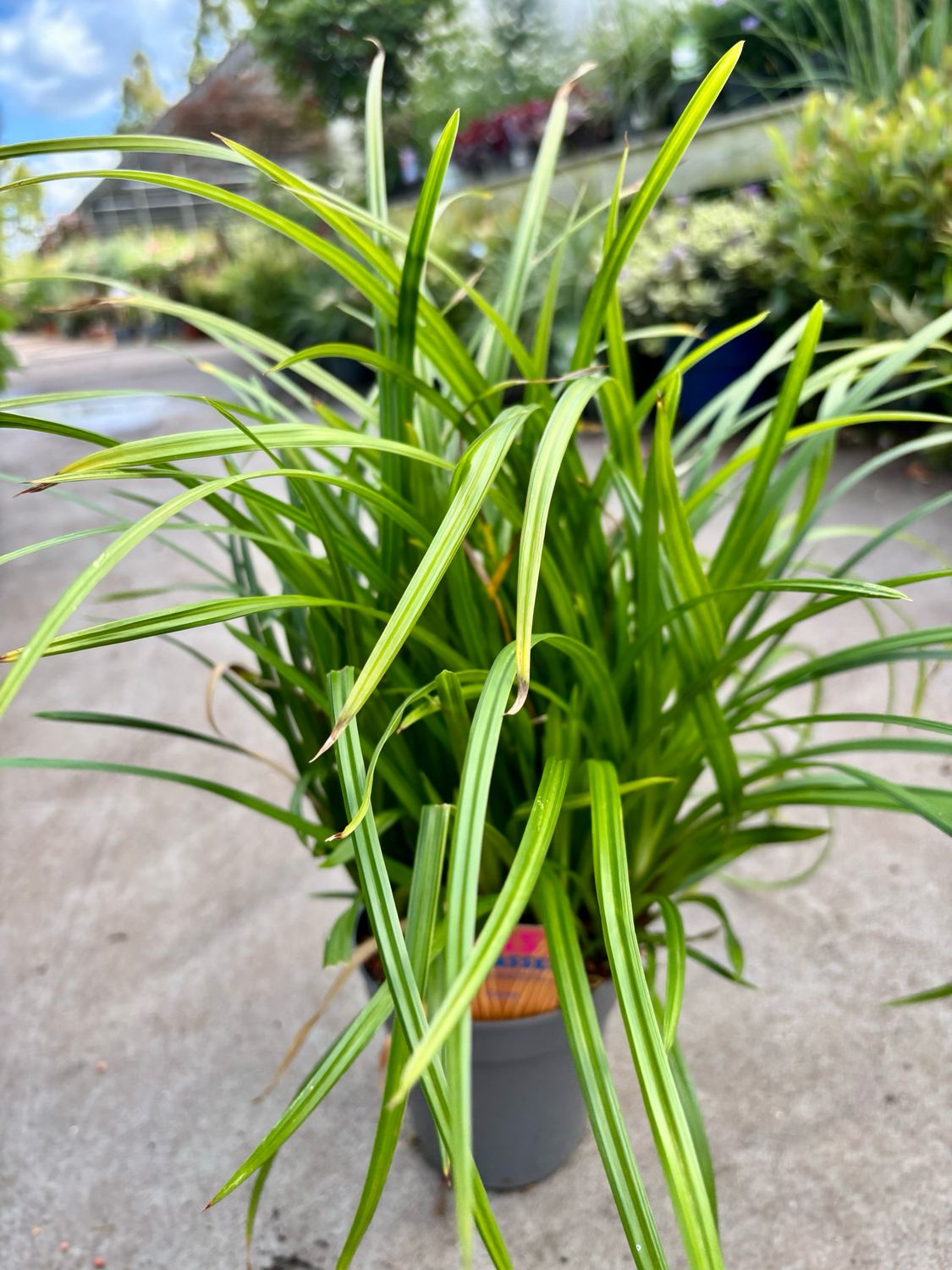 Carex  (Zegge) 3 voor €10 OP=OP