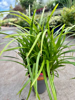 Carex  (Zegge) 3 voor €10 OP=OP
