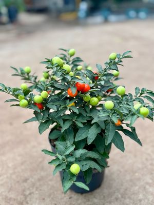 Solanum Mega Bal OP=OP