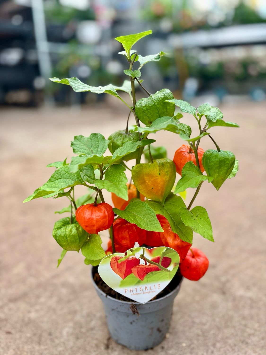 Physalis (Chinese Lampion) OP=OP