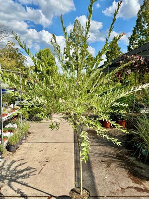 Salix integra 'Hakuro-nishiki (Wilg) OP=OP