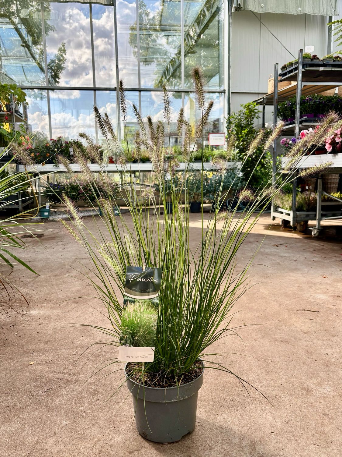 Pennisetum Alopecuroides 'Hameln' (Lampenpoetsersgras) OP=OP