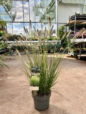 Pennisetum Alopecuroides 'Hameln' (Lampenpoetsersgras) OP=OP