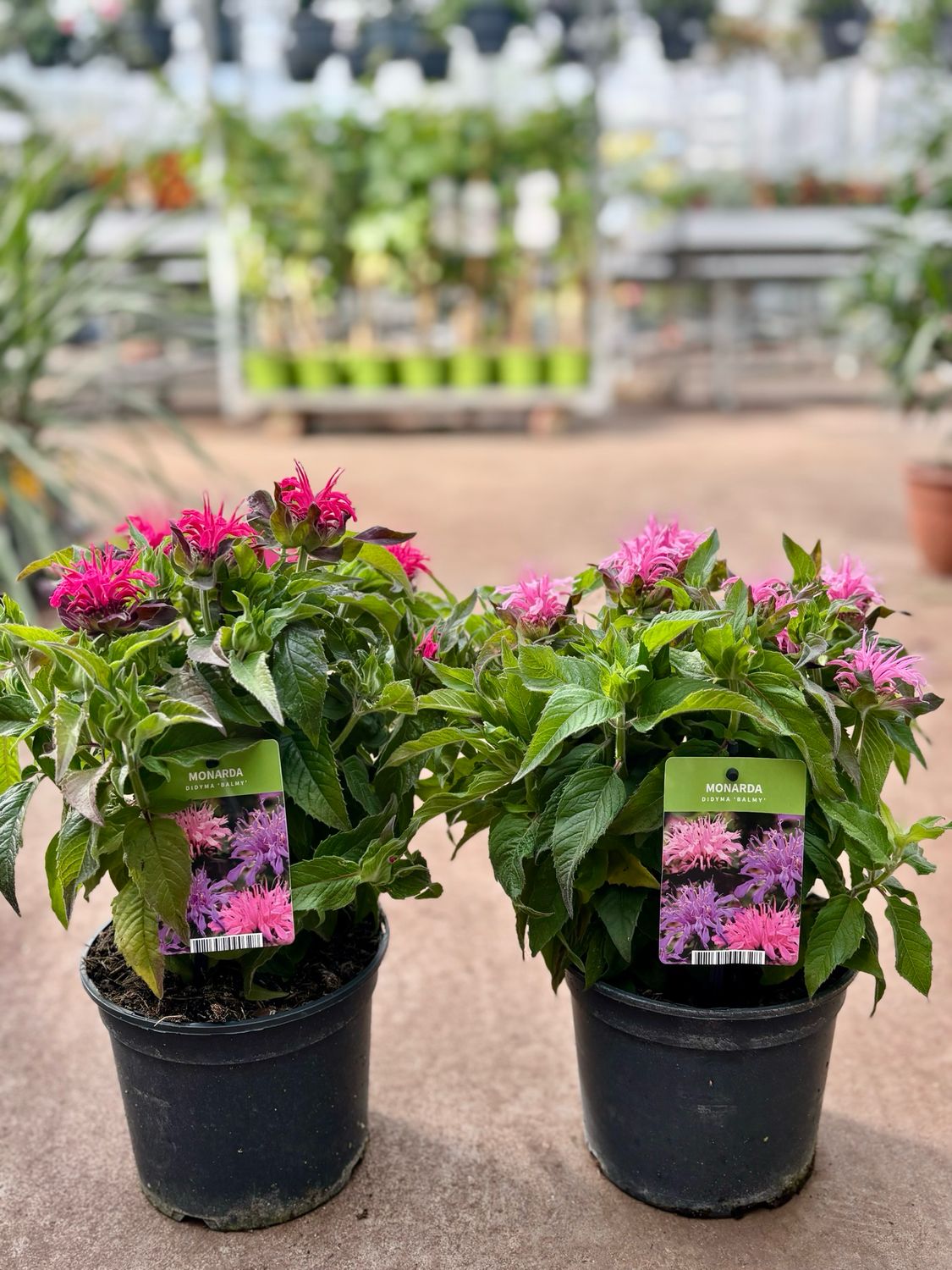 Monarda roze (Gewone bergamotplant) OP=OP