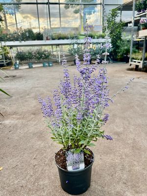 Perovskia (Reuzenlavendel) OP=OP