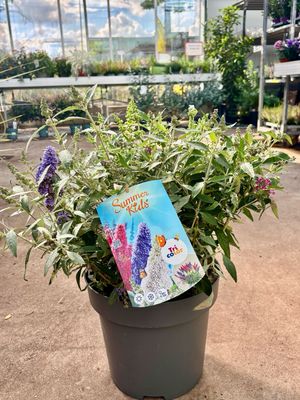 Buddleja (Vlinderstruik Klein blijvend) Trio Colorado OP=OP