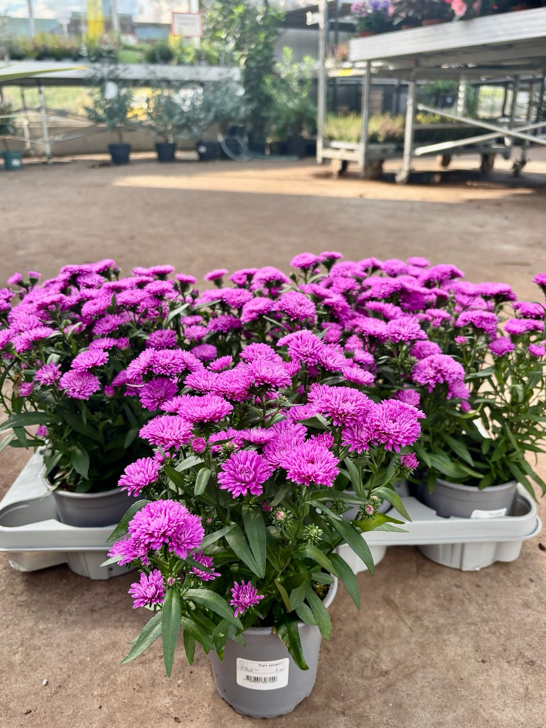 Asters (Aster mix ) OP=OP