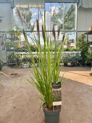 Pennisetum Black Beauty (Lampenpoetsersgras) OP=OP