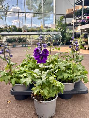 Delphinium (Ridderspoor) OP=OP