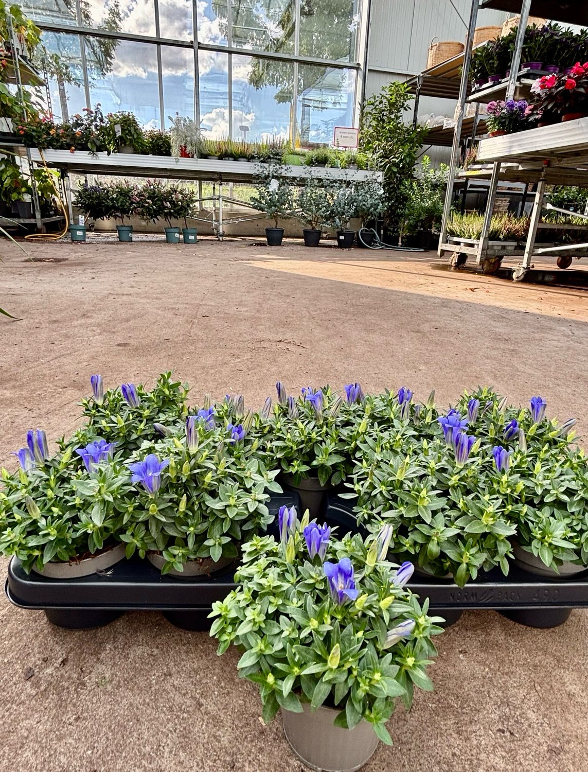 Gentiana 'Diana' (Gentiaan) 4 voor €10 OP=OP